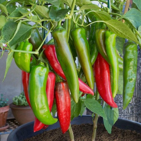 Price: €1.55 - Anahajm Chili Ljuta Papricica Seme (Capsicum Annuum) - Seeds Gallery