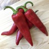 Price: €1.55 - Semi di Peperoncino ANAHEIM (Capsicum Annuum) - Seeds Gallery