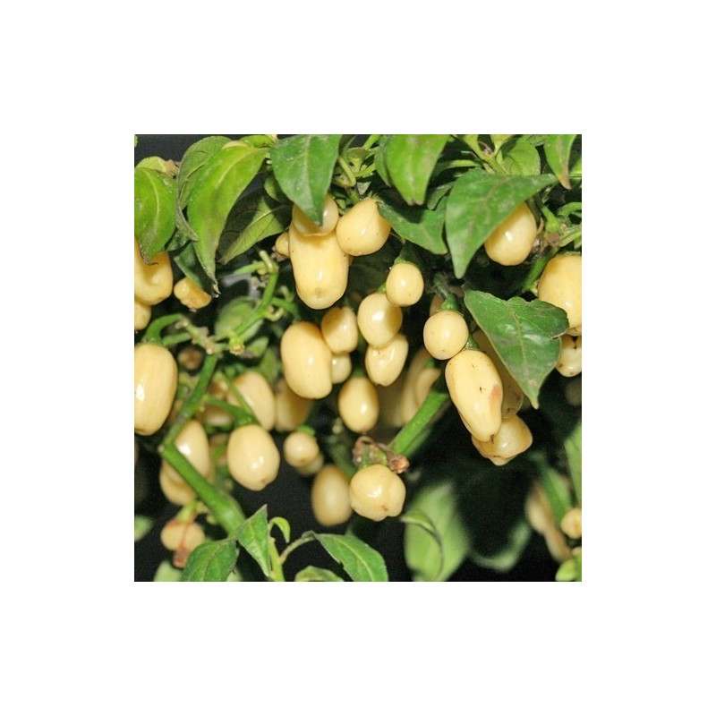 Price: €2 - Sementes de Habanero Marfim (Ivory) - Seeds Gallery