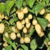Price: €2 - Sementes de Habanero Marfim (Ivory) - Seeds Gallery