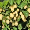 Semi di Peperoncino "Habanero Ivory" Avorio