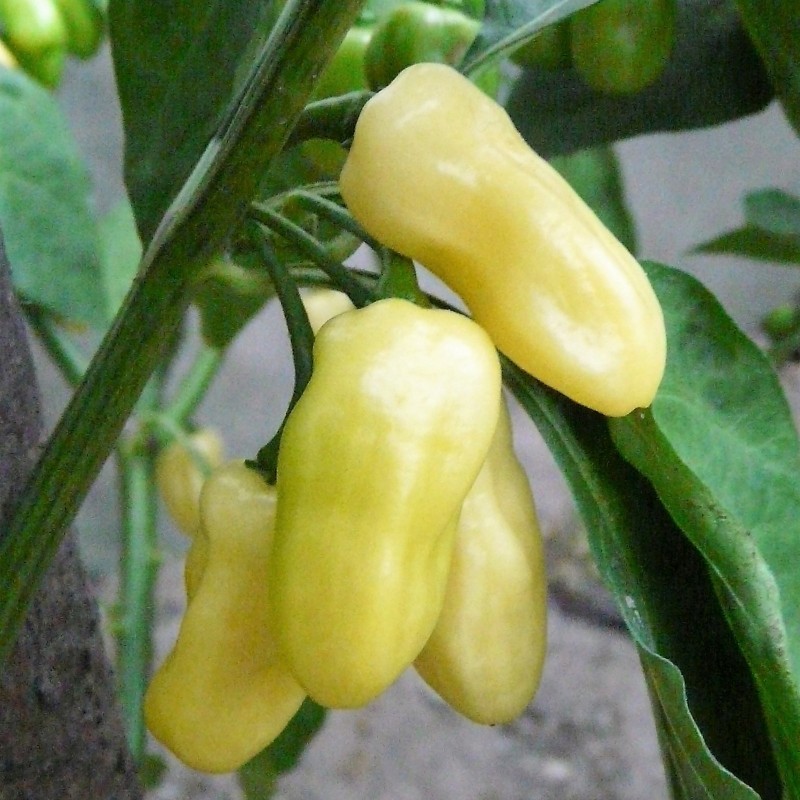 Price: €2 - Sementes de Habanero Marfim (Ivory) - Seeds Gallery