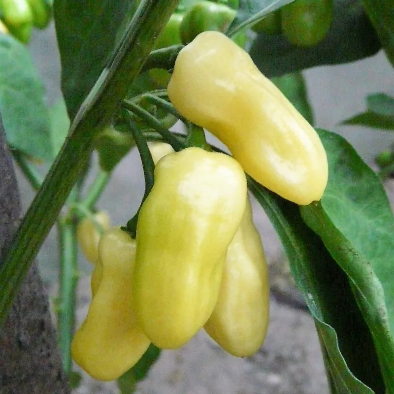 Semi di Peperoncino "Habanero Ivory" Avorio