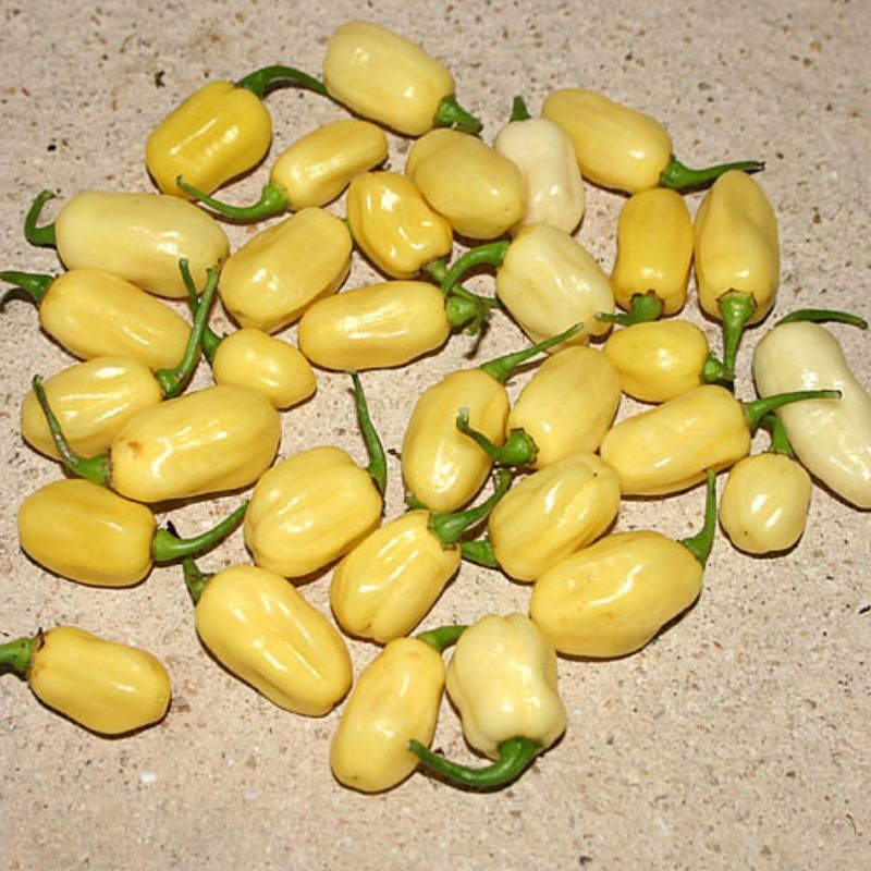 Price: €2 - Sementes de Habanero Marfim (Ivory) - Seeds Gallery