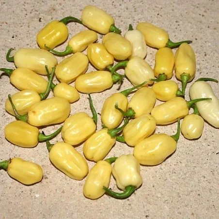 Semi di Peperoncino "Habanero Ivory" Avorio