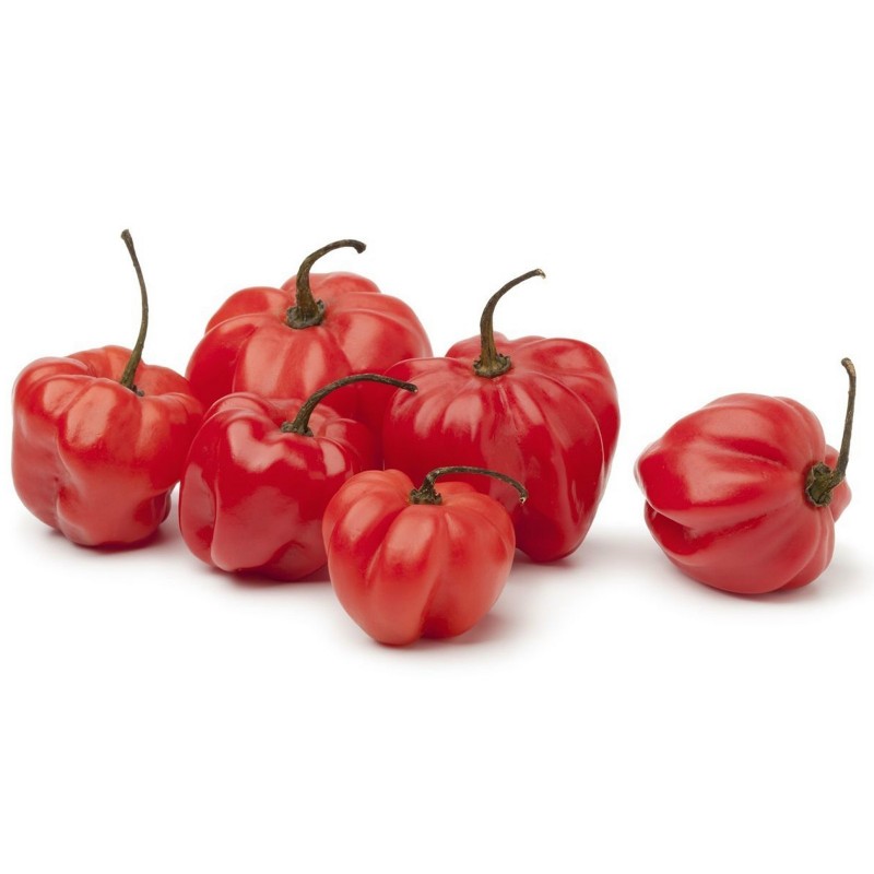 Graines de Piments Scotch Bonnet Trinidad 1.5 - 1