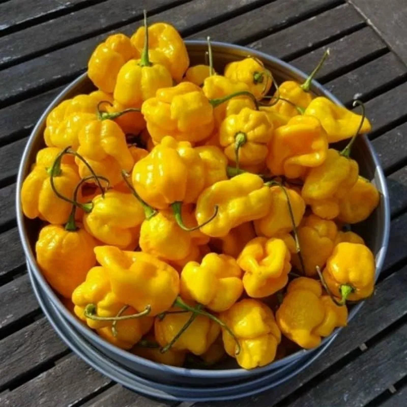 Habanero Scotch Bonnet Trinidad Seme
