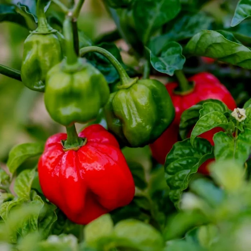 Habanero Scotch Bonnet Trinidad Seme