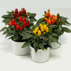 Price: €1.5 - Σπόροι Τσίλι Karneval - Seeds Gallery