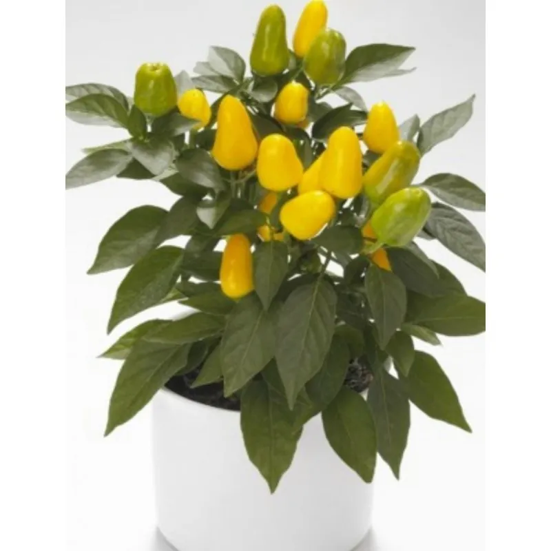 Chili Seeds Karneval