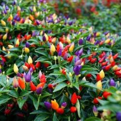 Price: €2.5 - Σπόροι Τσίλι Bolivian Rainbow - Seeds Gallery