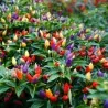 Bolivian Rainbow Chili Seeds