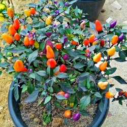 Bolivian Rainbow Chili Seeds 2.5 - 2