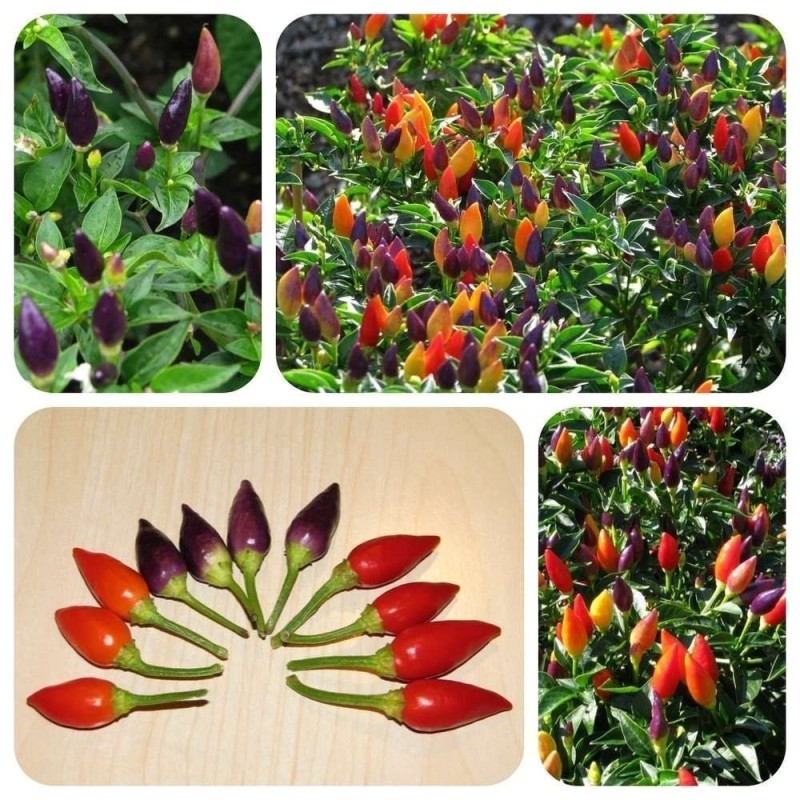 Semi di peperoncino Numex Twilight