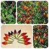 Lila Chili Samen Numex Twilight