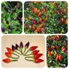 Semi di peperoncino Numex Twilight