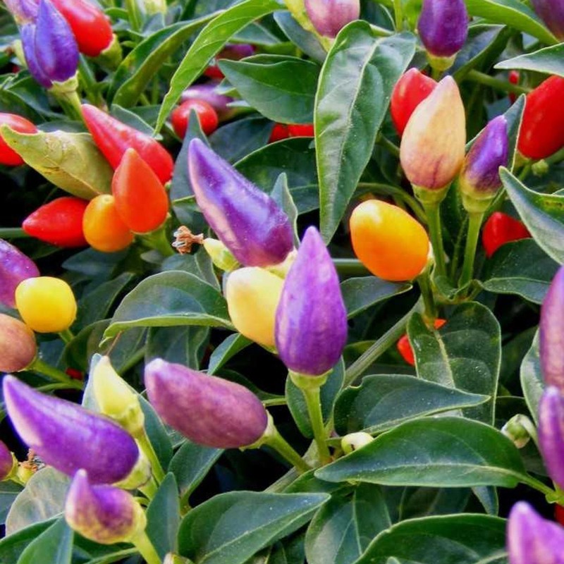 Semi di peperoncino Numex Twilight