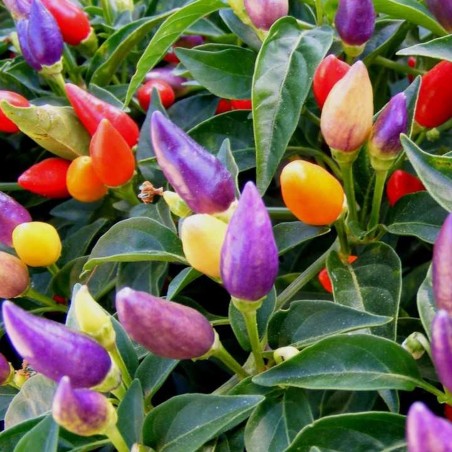 Price: €1.95 - Numex Twilight Chilli Seeds - Seeds Gallery