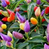 Price: €1.95 - Numex Twilight Chilli Seeds - Seeds Gallery