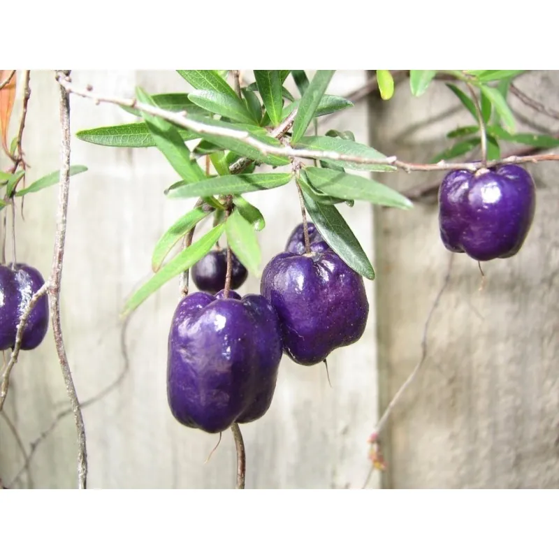 Semillas de manzana morada (Billardiera longiflora)