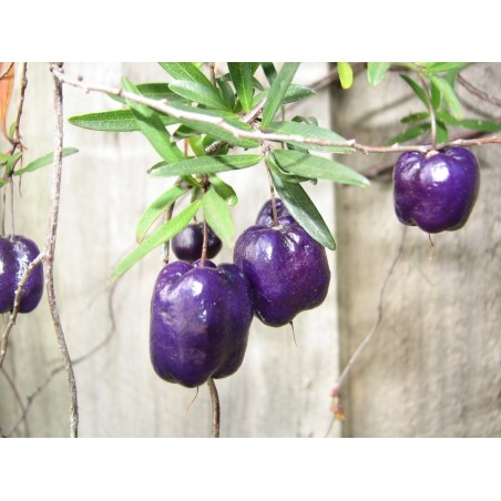Sementes de Baga de Maçã Roxa (Billardiera longiflora)