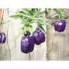 Σπόροι Purple Apple Berry (Billardiera longiflora)