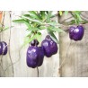 Price: €2.5 - Semillas de Manzana Azul De Australia (Billardiera longiflora) - Unbranded - 2