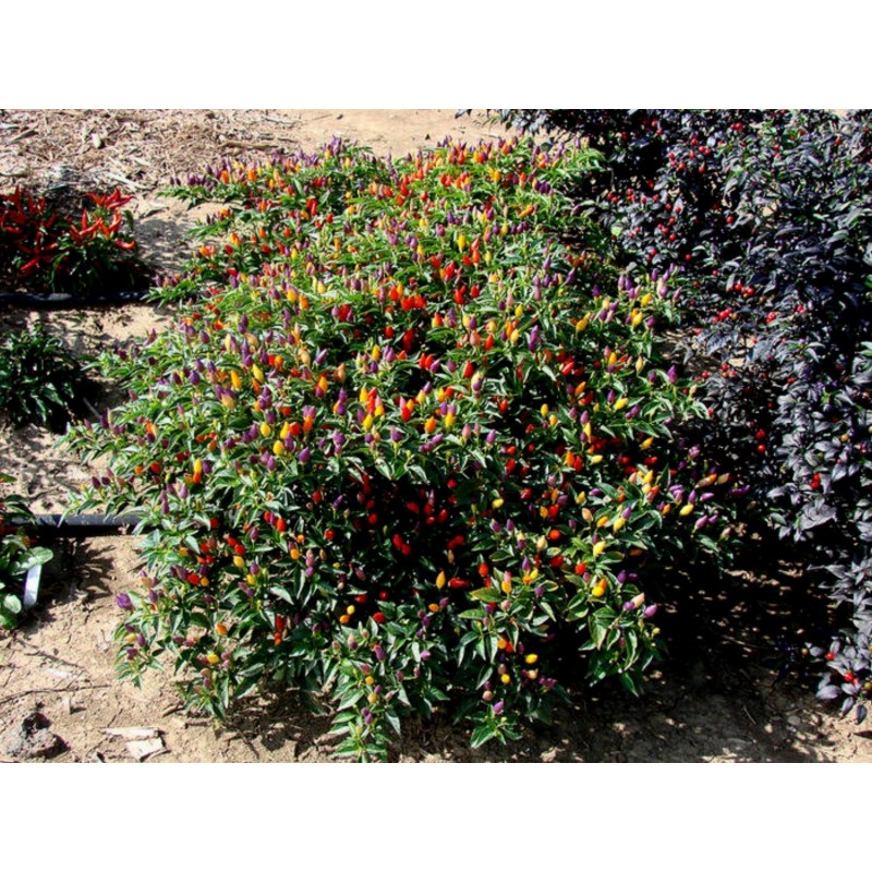 Semi di peperoncino Numex Twilight