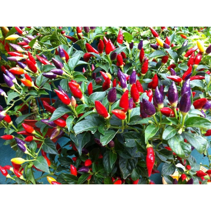 Price: €1.95 - Numex Twilight Chilli Seeds - Seeds Gallery