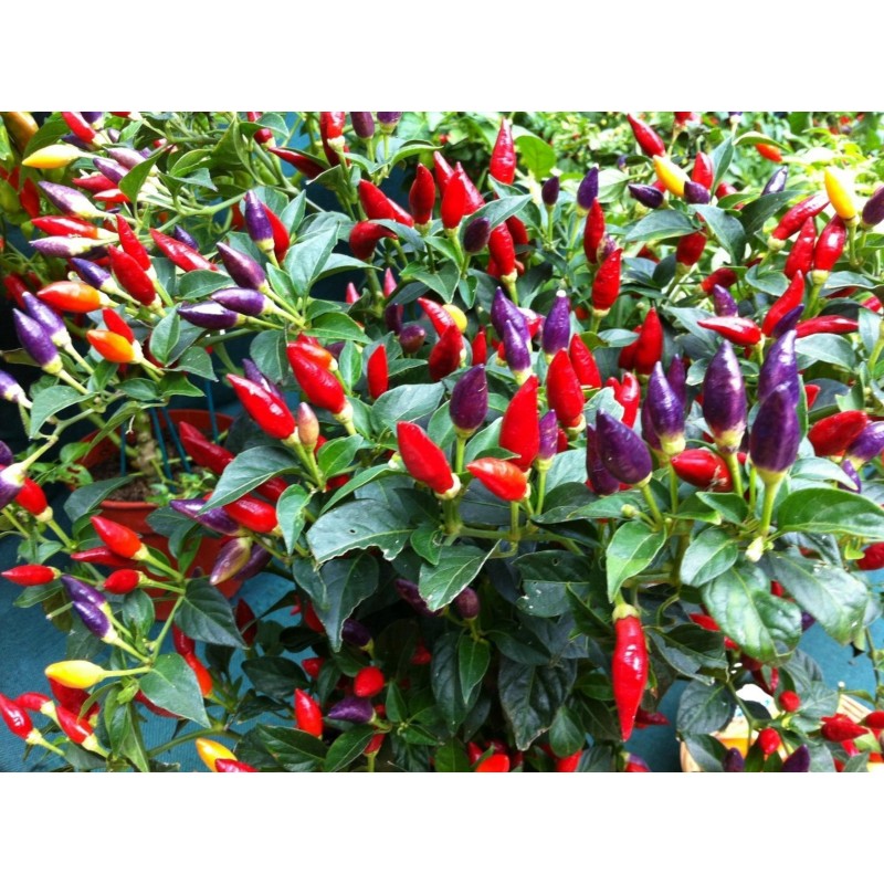 Semi di peperoncino Numex Twilight