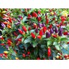 Semi di peperoncino Numex Twilight