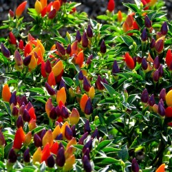 Price: €1.95 - Numex Twilight Chili Cili Seme - Seeds Gallery