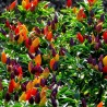 Price: €1.95 - Numex Twilight Chilli Seeds - Seeds Gallery