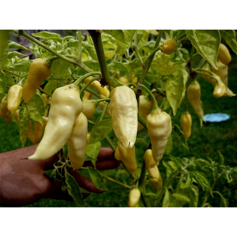 Price: €2.5 - "Fatalii White" Chili Seeds - 