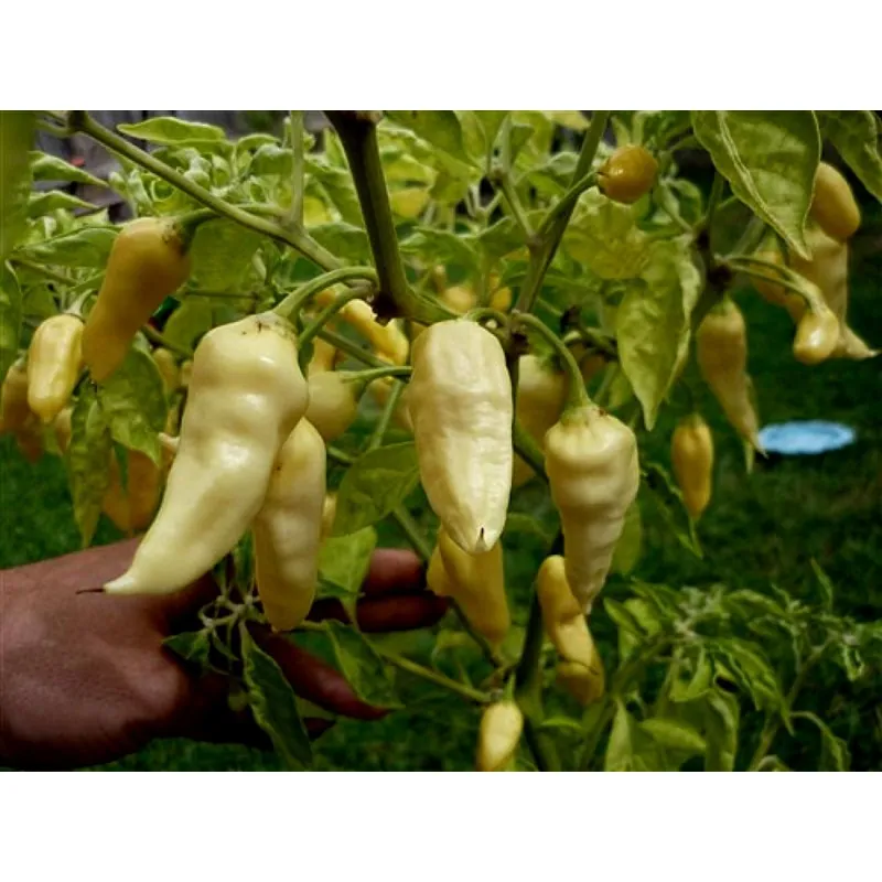 Semi Peperoncino "Fatalii White"