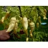 Chili Samen "FATALII White"