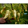Price: €2.5 - "Fatalii White" Chili Seeds - 