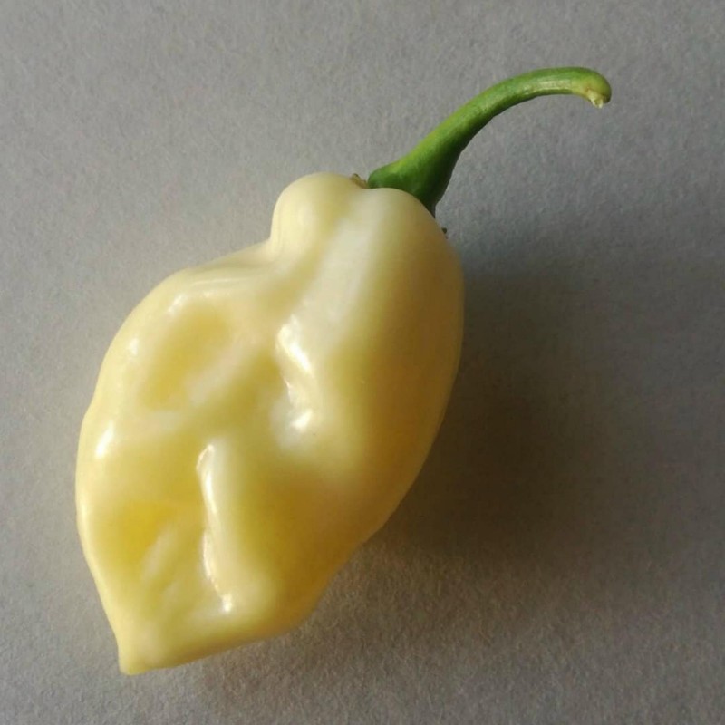 Price: €2.5 - "Fatalii White" Chili Seeds - 