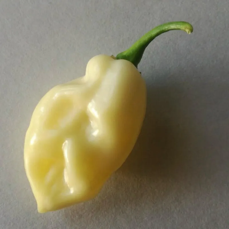 "Fatalii White" Chili Seeds