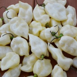 Price: €2.5 - Chili frön "Fatalii White" - 