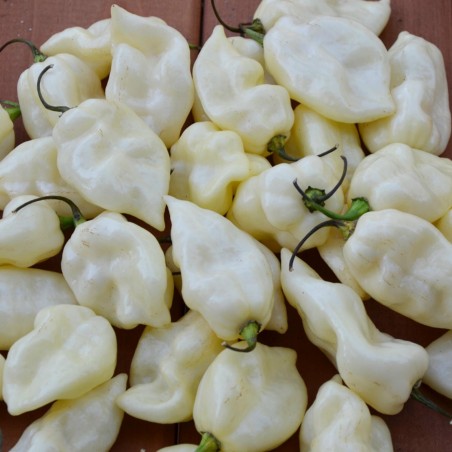 Price: €2.5 - "Fatalii White" Chili Seeds - 