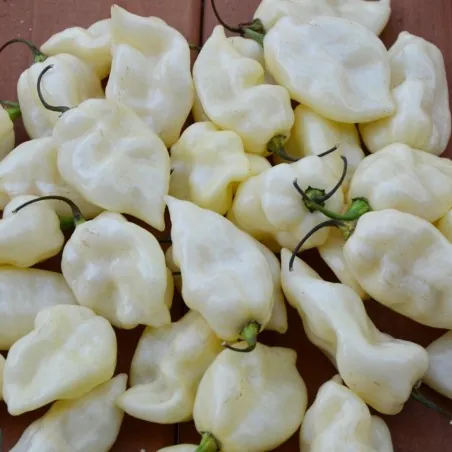 Σπόροι Τσίλι πιπέρι "Fatalii White"