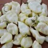 Semillas De Chile "Fatalii White"