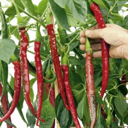 Graines de Piment "Joes Long" 1.85 - 1