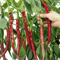 Price: €1.85 - Sementes de pimenta Joes Long - Seeds Gallery