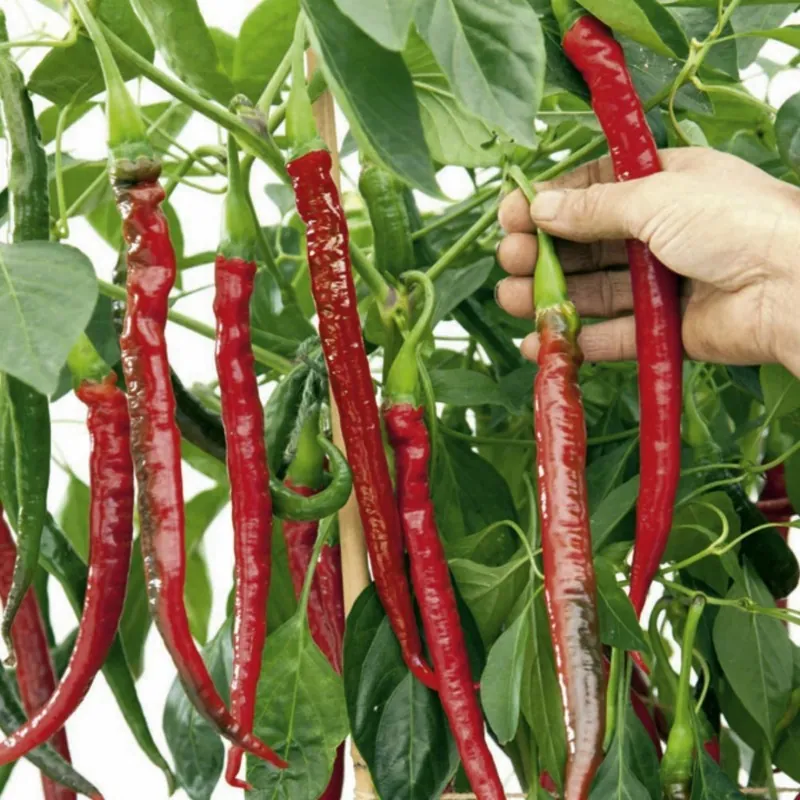 Joes Long chilli pepper seeds