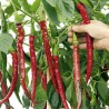 Joes Long chili frön