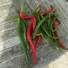 Semi di peperoncino Joes Long
