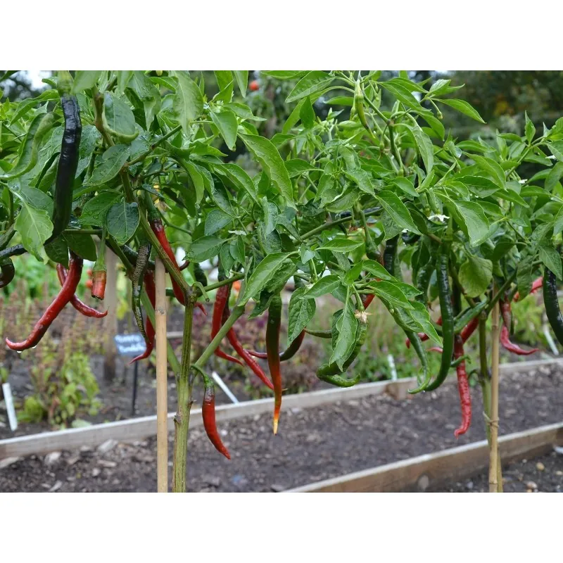 Sementes de pimenta Joes Long