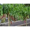 Graines de piment Joes Long